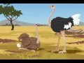 ostrich autruche flash animation