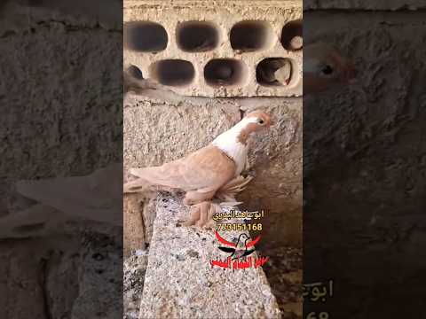 لعشاق الحمام البناني شوف الجمال شوف الابداع طيور ابوعاهدالبدري