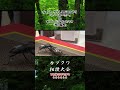 ヘラクレスパスコアリ シークワーサー vs パラワンヒラタクワガタ 先日販売 #クワガタ #昆虫バトル #昆虫 #カブトムシ