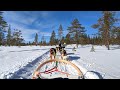Experience Dog Sledding in Swedish Winter!
