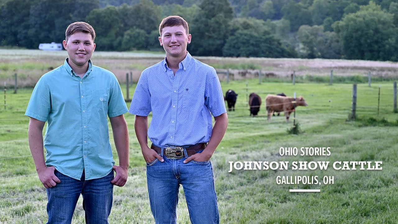 Ohio Stories Johnson Show Cattle YouTube