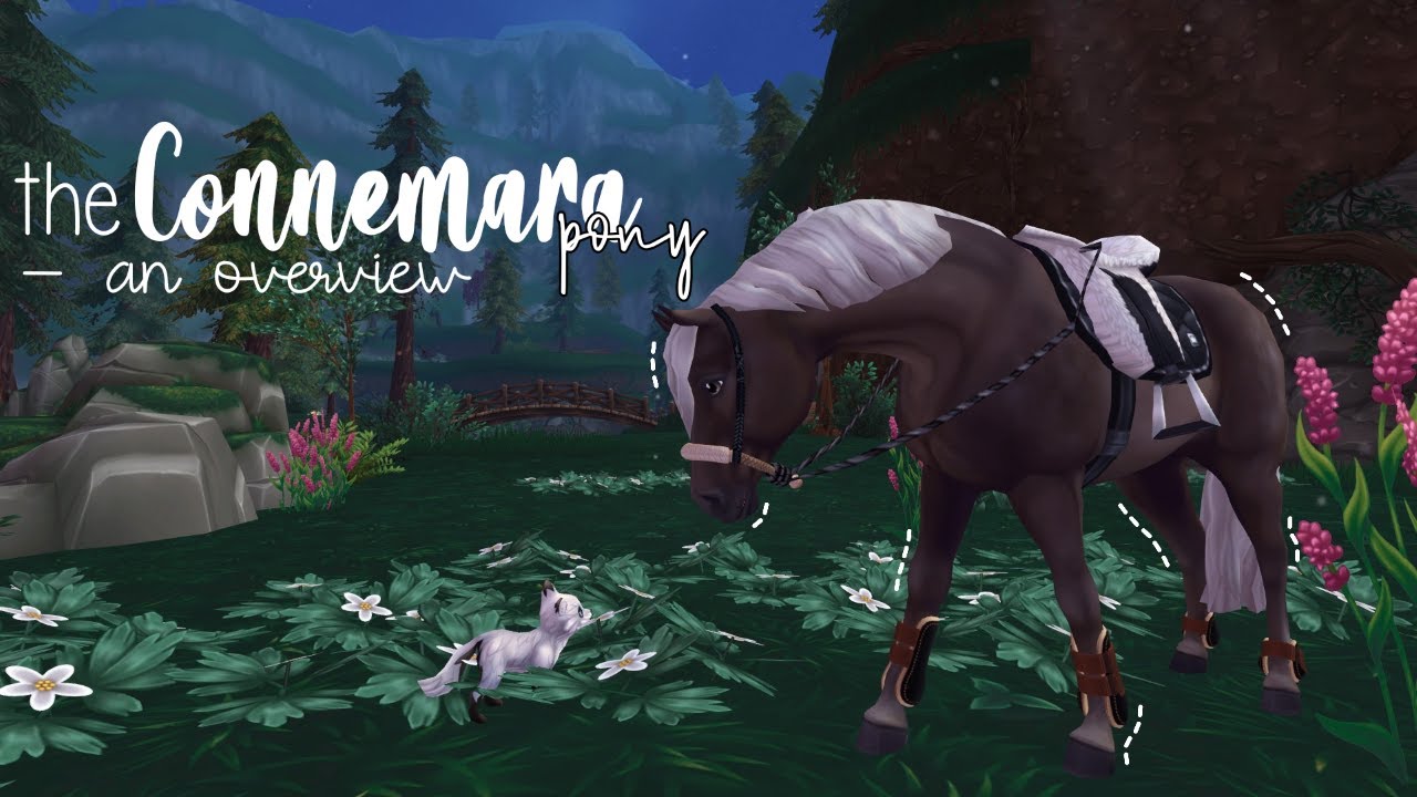 Everything you need to know about the Connemara Pony SSO YouTube