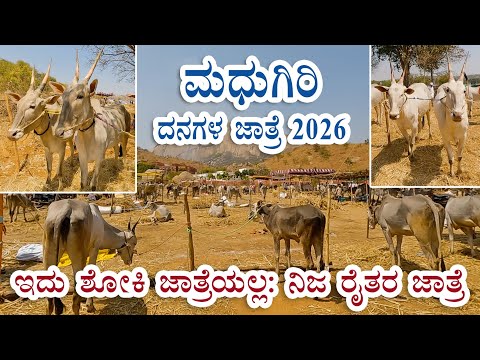 Madhugiri cattle fair 2026 - not a shoki bulls jathre