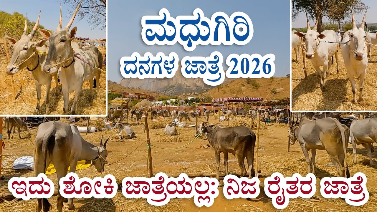 Madhugiri cattle fair 2026 - not a shoki bulls jathre