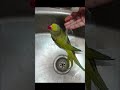 pyara mitthu maje se naha rha hai