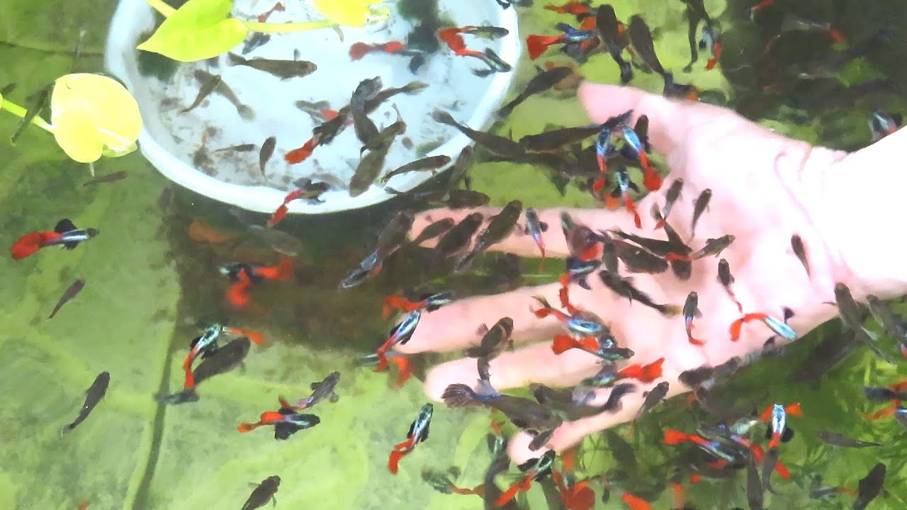 Aquarium (Dumbo Redtail Halfmoon Guppies) After 6 months 😍