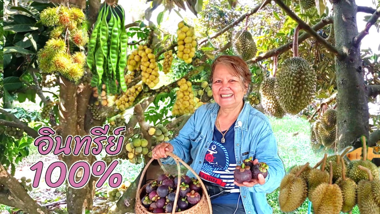 สวนผลไม้อินทรีย์ ปลูกหลากหลาย ได้เก็บขายบั้นปลายชีวิต...มีความสุขหลังเกษียณ