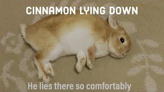 Cinnamon lies down