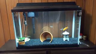 My 30 gallon cold water aquarium set up (stand,tank,fish review) 30 Gallon Tank Setup