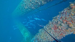 Spearfishing Texas OFFSHORE OIL RIGS with a POLESPEAR for Snapper + Rod n Reel Jigging for Cobia!