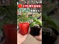 トマト栽培のコツ！バジルと一緒に育てると実りも味も変わる理由とは？#コンパニオンプランツ #トマト育て方 #shorts