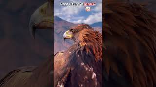 Philippine Eagle Solos