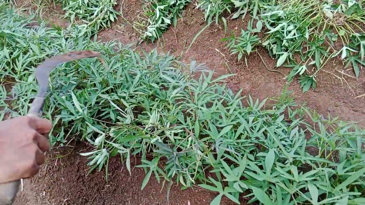 RAHASIA TANAM UBI MADU DIMUSIM. PENGHUJAN