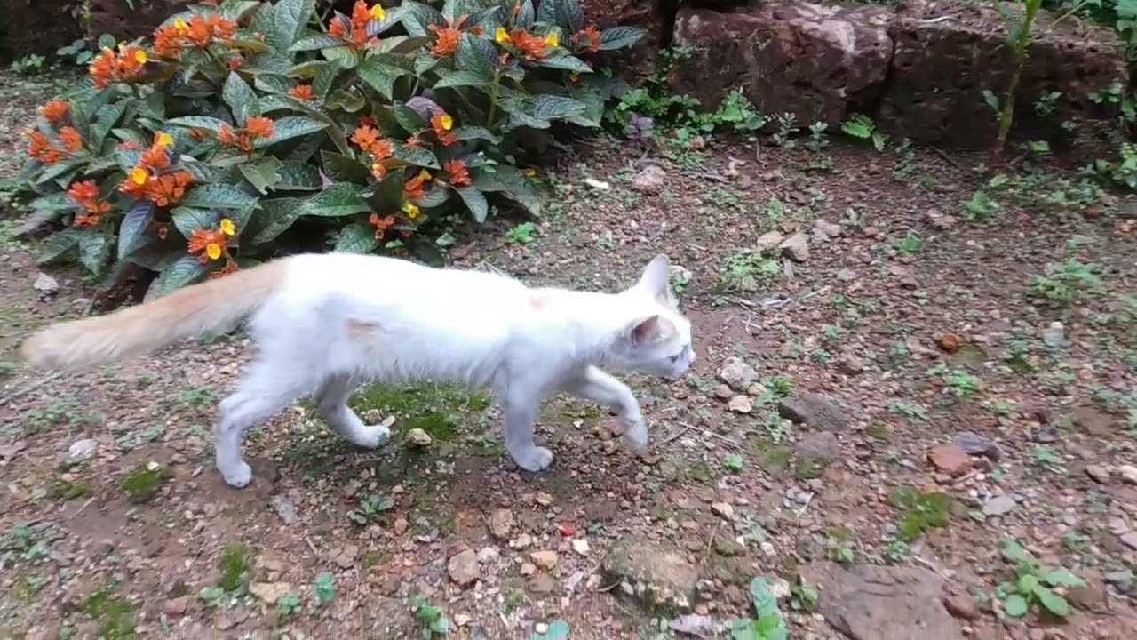 Cat catching butterfly | The cat Vs The butterfly