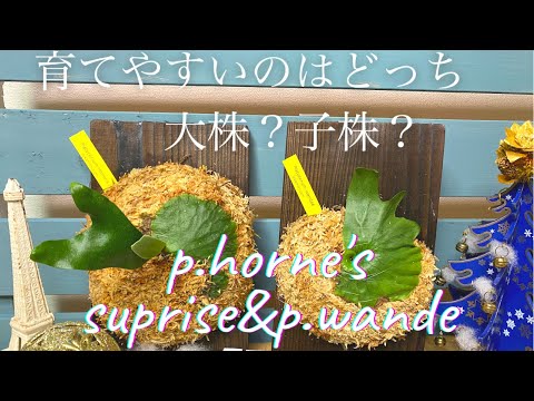 ビカクシダ　ホーンズサプライズ大株株　Horne's Surprise OC株 ビカクシダ ホーンズサプライズ大株株 Horne's Surprise OC株