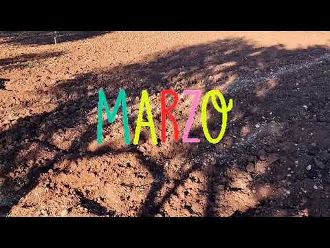 Cómo preparar el campo para sembrar las patatas en marzo