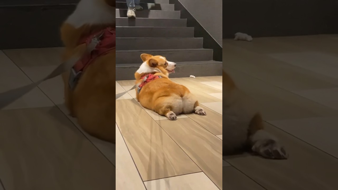 Short legs but big Butt 🍑 