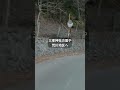 秩父市内3か所でクマ情報|三峰・田村・荒川で注意 #shorts