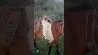 Python Slithers on Top of Unbothered Horse