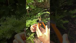 Fiskars Micro Tip Pruning Snips Garden Shears Review
