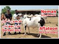 Khubsurat Gol Matol Bachrian For Qurbani 2023 At Noman Animal Point Pk Cattle Farm.