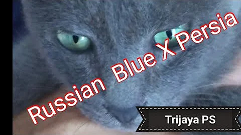 Video 462531: russian blue persian cat, kucing russian blue, kucing persia