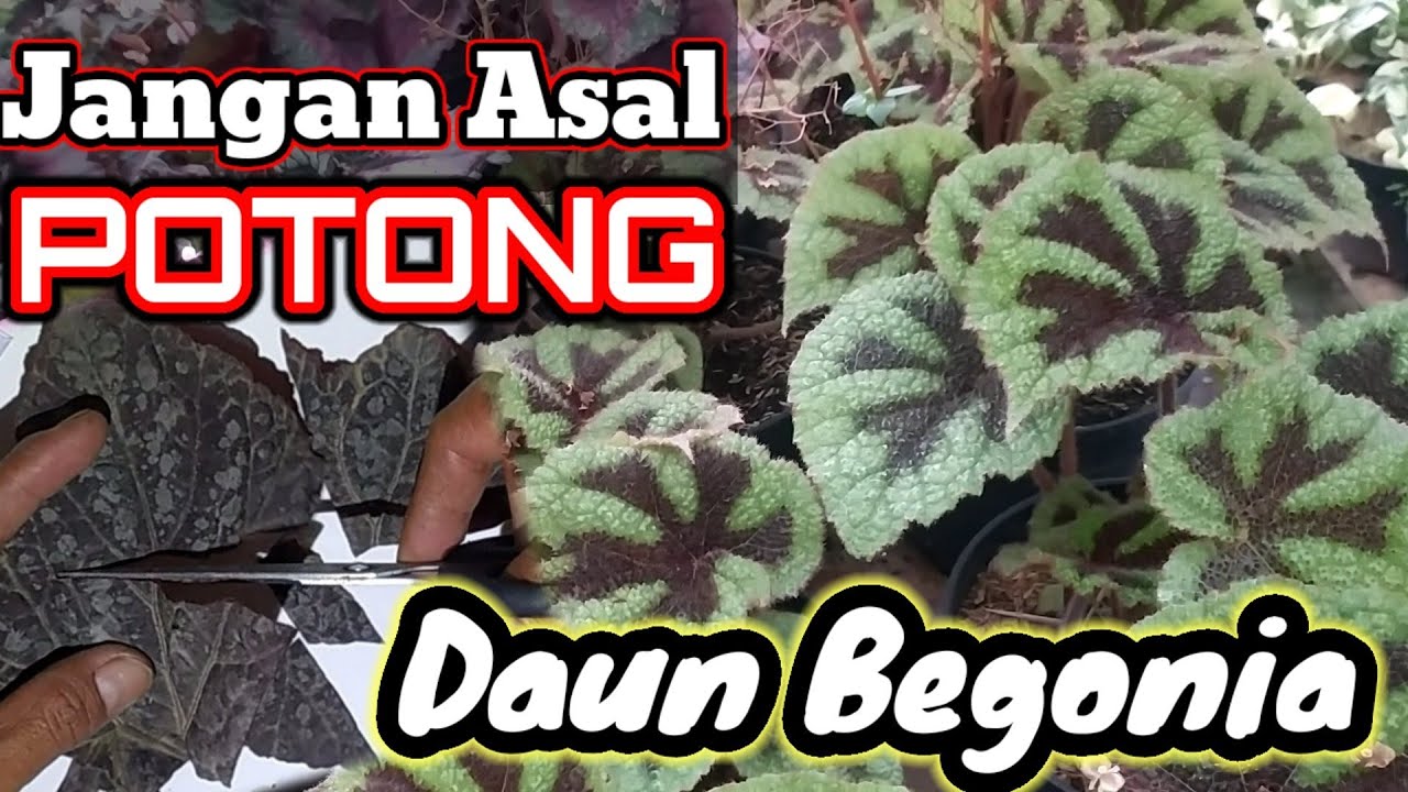 Cara perbanyak Bunga BEGONIA 