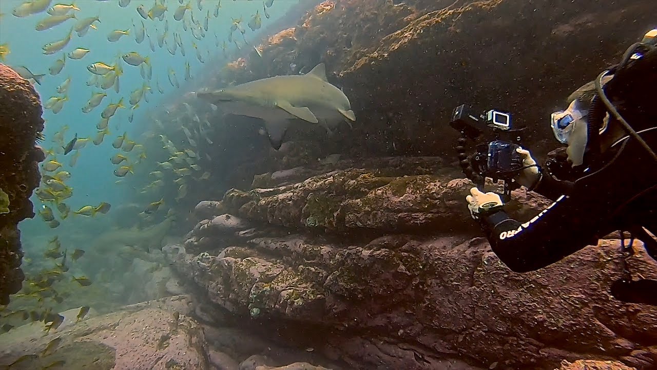 Dive Sydney shark diving up close Grey Nurse sharks @ Apartments best dive site
