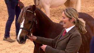 Pencampwriaeth y Merlod Cymreig | Welsh Pony Championship