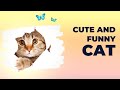 Cute and funny cat  kg media team entertainment