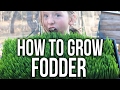 How to grow chicken fodder