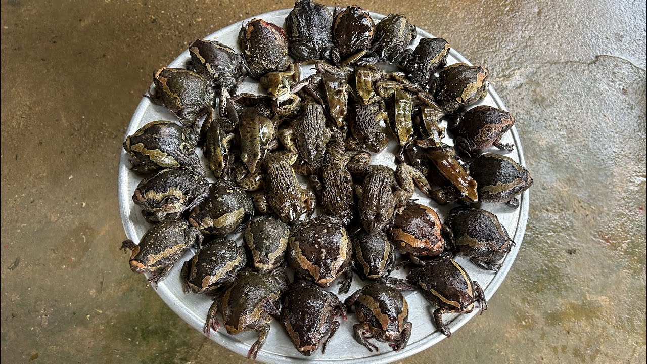 ẾCH ƯƠNG CHIÊN GIÒN | MÓN ĂN SIÊU NHỚT NHIỀU NGƯỜI CÒN CHƯA DÁM THỬ - Bùi Văn Trọng