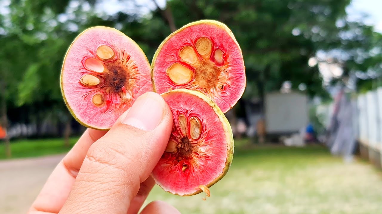 Quả Chay Kho Cá ăn vào cơm
