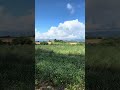 Toskania, dzisiejszego ranka…