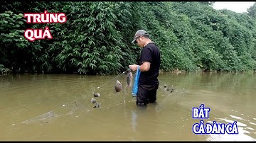 Buổi Chiều Đi thả lưới Bắt Cá Rô Phi về Chiên Giòn Cực Ngon ll VU 90 vlog