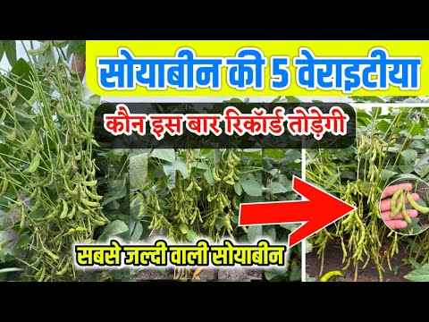 सोयाबीन की 5 वेरायटी | कोन सी तोड़ेगी रिकॉर्ड | सबसे जल्दी वाली सोयाबीन