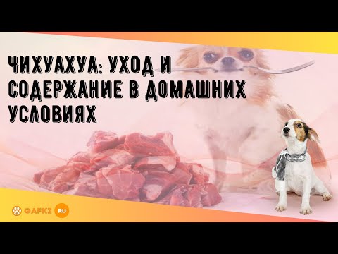 Чихуахуа: уход и содержание в домашних условиях