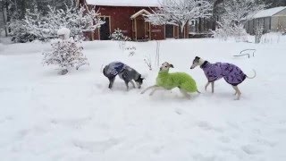 Whippets in the snow.