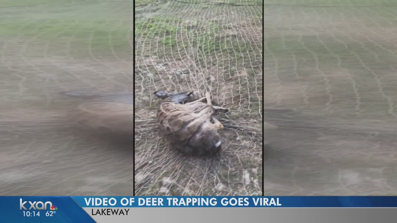 Video of Lakeway deer trapping goes viral, sparks call for change 