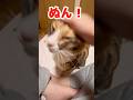 甘え方激しすぎ🤣❤️❤️❤️ #cats #cute #猫のいる暮らし #shorts