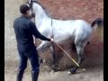 رقص خيل عربى الشيخ انور خاطر