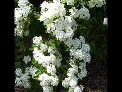 Pretty Flowers