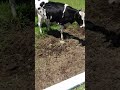 牛と初遭遇したチワワ(About dog that first encountered a cow)