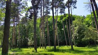 3 hours Spring Forest Sounds and Birdsong for Deep Sleep or Relaxing