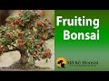 Bonsai Fruit Trees - Fruiting Bonsai Trees for Beginners  bonsai pomegranate #76