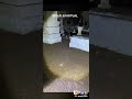 terror videos canal la burjas loca malo comer el diablo dime manda muertos todos #deaf_anthony_tv