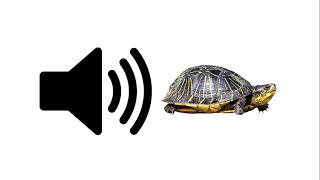 Turtle - Sound Effect Resimi