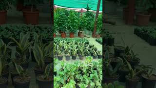 Plant Nursery