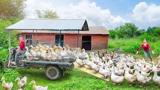 Rewind Timelapse: Use Three-Wheel Truck to Sell 100+ Big Ducks (Each 4kg) and Go to Market