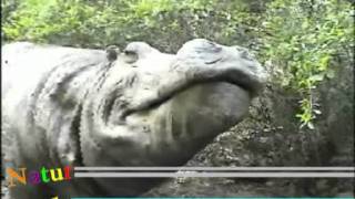 Cocodrilos E Hipopotamos Salvajes --Crocodili Si Hipopotami
